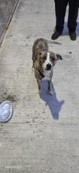 Found/Stray Female Dog last seen I45 and airtex, Houston, TX 77090