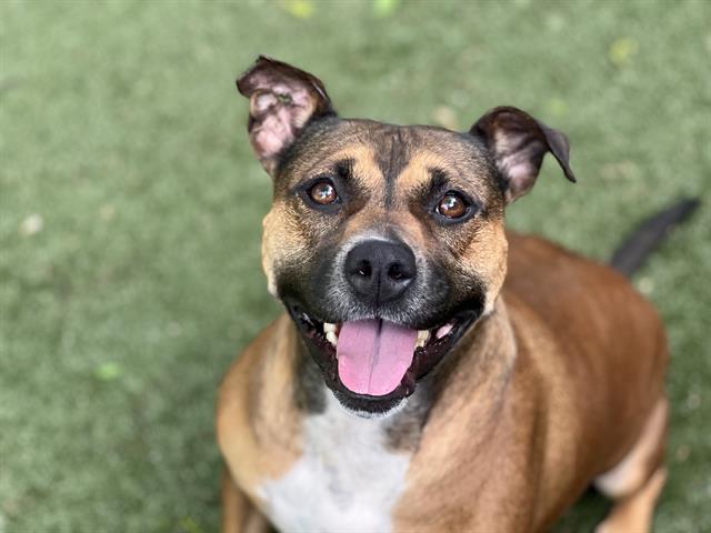 Shelter Stray Female Dog last seen CHARLOTTE, Charlotte, NC 28217