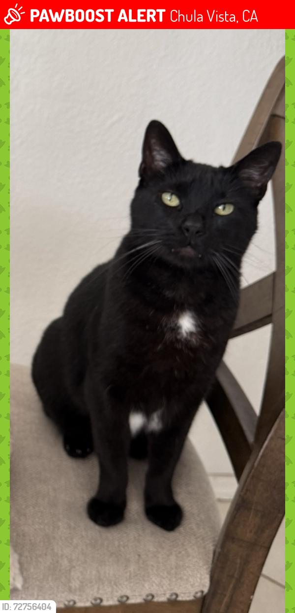 Lost Male Cat last seen Main & Brandywine , Chula Vista, CA 91911