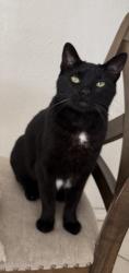 Lost Male Cat last seen Main & Brandywine , Chula Vista, CA 91911