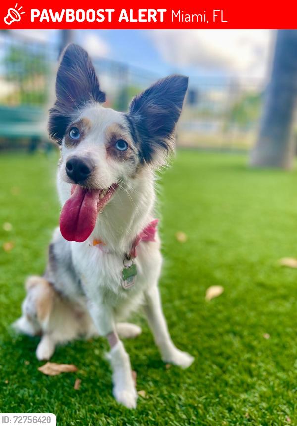 Lost Female Dog last seen Near sw 1st ave, Miami, FL 33129