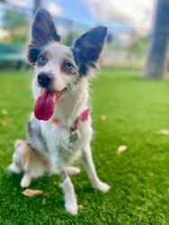 Lost Female Dog last seen Near sw 1st ave, Miami, FL 33129