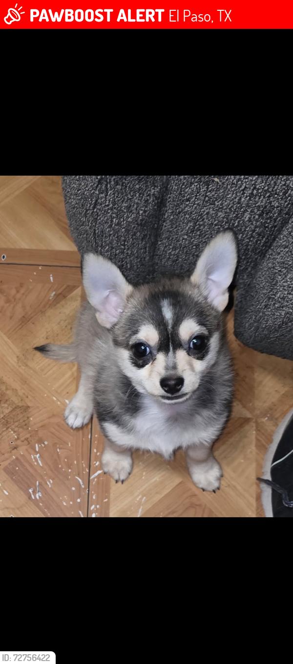 Lost Female Dog last seen In central El Paso by Raynor and Harrison ave, El Paso, TX 79930