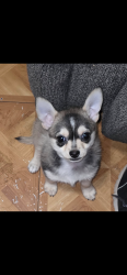 Lost Female Dog last seen In central El Paso by Raynor and Harrison ave, El Paso, TX 79930