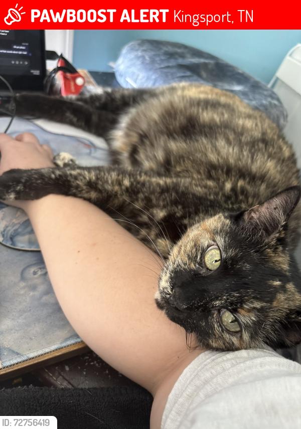 Lost Female Cat last seen Fairview Ave (around the big curve past Roosevelt Elem)  , Kingsport, TN 37660