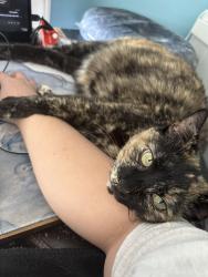 Lost Female Cat last seen Fairview Ave (around the big curve past Roosevelt Elem)  , Kingsport, TN 37660
