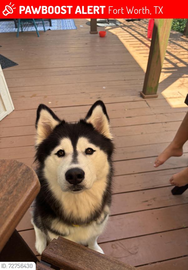 Lost Female Dog last seen Hawks nest , prairie fire , Fort Worth, TX 76131