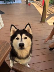Lost Female Dog last seen Hawks nest , prairie fire , Fort Worth, TX 76131