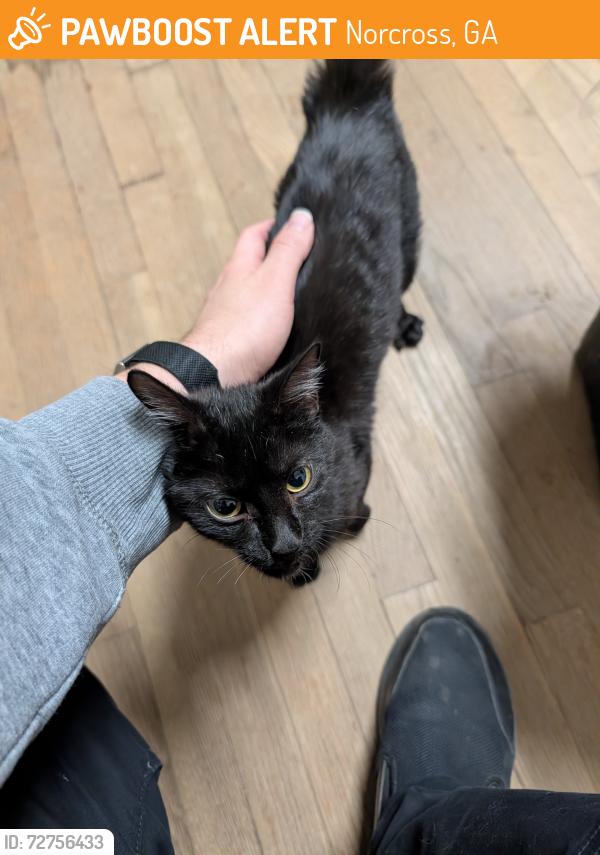Found/Stray Unknown Cat last seen Near N Norcross Tucker Rd, Norcross, GA 30071