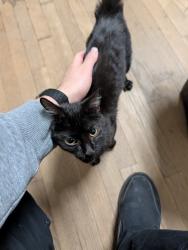 Found/Stray Unknown Cat last seen Near N Norcross Tucker Rd, Norcross, GA 30071