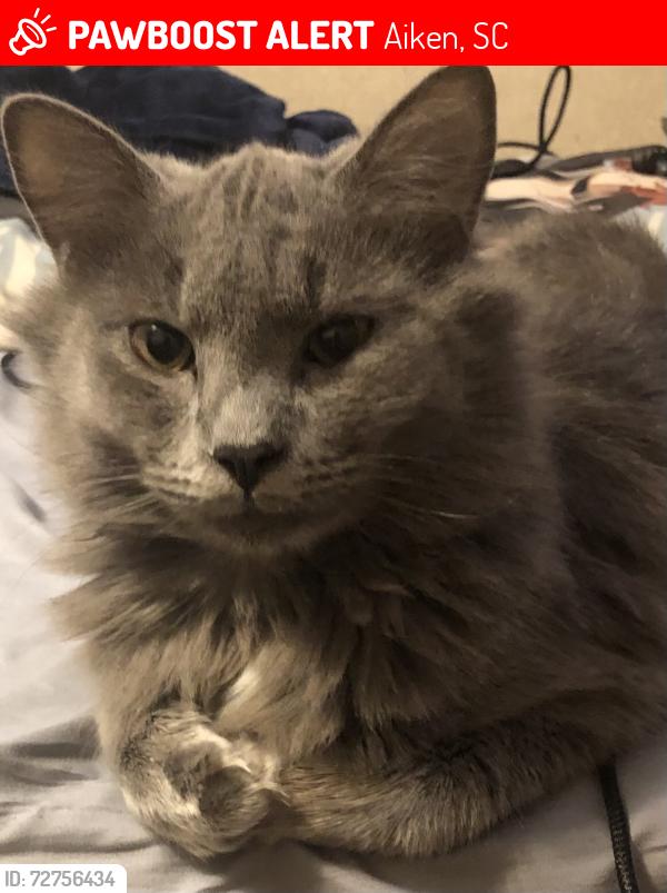 Lost Male Cat last seen Mayfield rd Aiken SC, Aiken, SC 29801