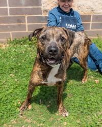 Shelter Stray Male Dog last seen MacLaren Dr and Market St, Clarkston GA 30021, 30021, GA, Atlanta, GA 30341