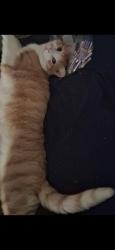 Lost Male Cat last seen Cottonwood & Indian , Moreno Valley, CA 92553