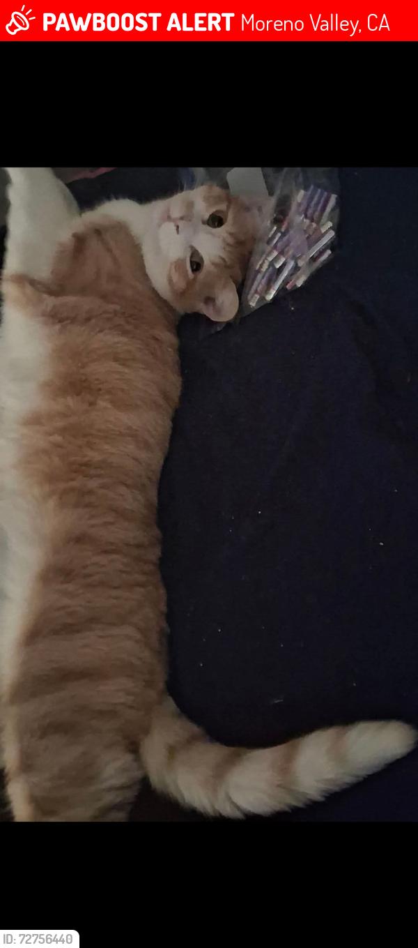 Lost Male Cat last seen Cottonwood & Indian , Moreno Valley, CA 92553