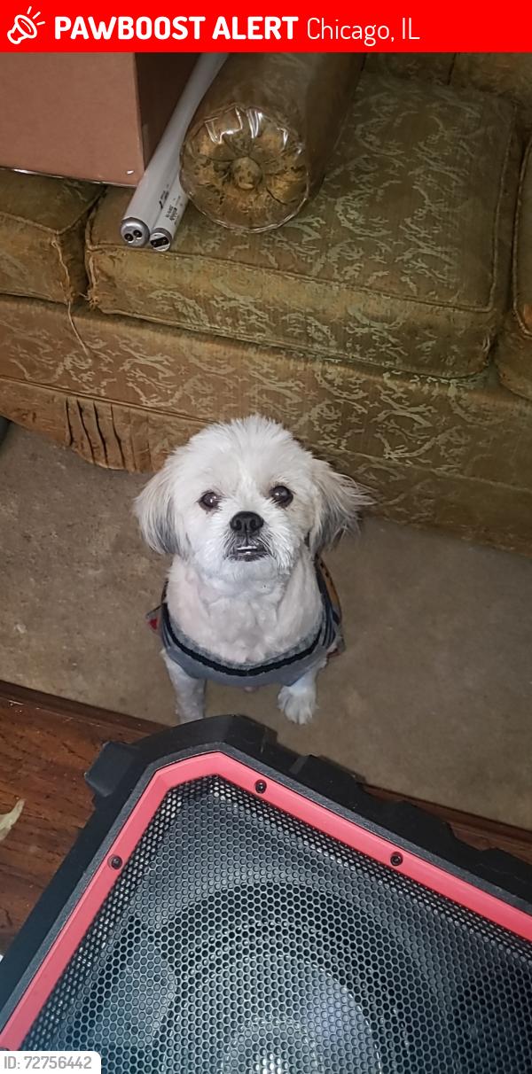 Lost Male Dog last seen 73rd & Damen, Chicago, IL 60636