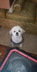 Lost Male Dog last seen 73rd & Damen, Chicago, IL 60636