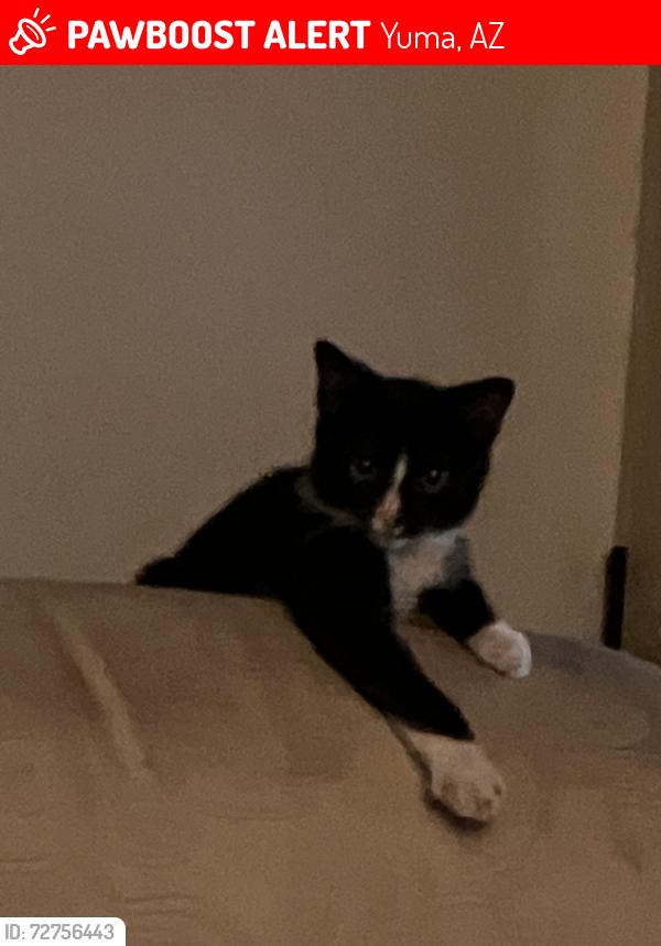 Lost Male Cat last seen Pacific Avenue and E. 14th Pl., Yuma, AZ 85365