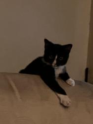 Lost Male Cat last seen Pacific Avenue and E. 14th Pl., Yuma, AZ 85365