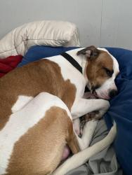 Lost Male Dog last seen Broadway , Louisville, KY 40211