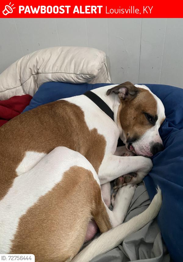 Lost Male Dog last seen Broadway , Louisville, KY 40211