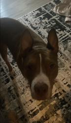 Lost Male Dog last seen Valley mills, 46221, Indianapolis, IN 46221