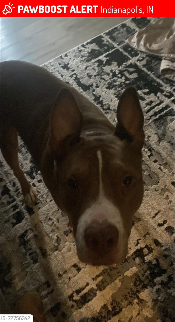 Lost Male Dog last seen Valley mills, 46221, Indianapolis, IN 46221