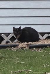 Found/Stray Unknown Cat last seen Portland Ave & Upper Wood Way Burnsville, MN 55337, Burnsville, MN 55337