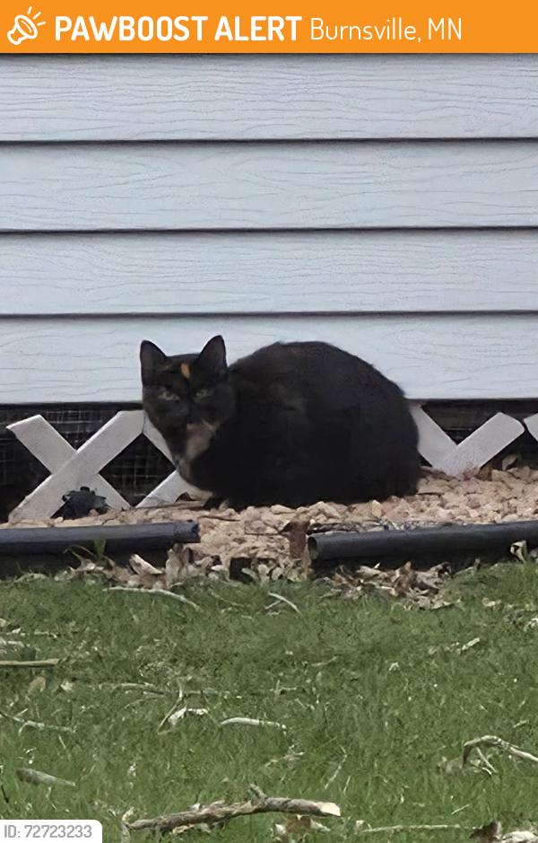 Found/Stray Unknown Cat last seen Portland Ave & Upper Wood Way Burnsville, MN 55337, Burnsville, MN 55337