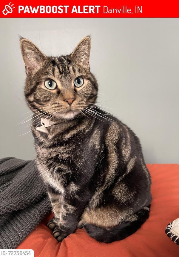 Lost Male Cat last seen Clinton St, Danville, IN 46122