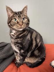 Lost Male Cat last seen Clinton St, Danville, IN 46122