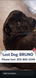 Lost Male Dog last seen Chick fil A , Homestead, FL 33030