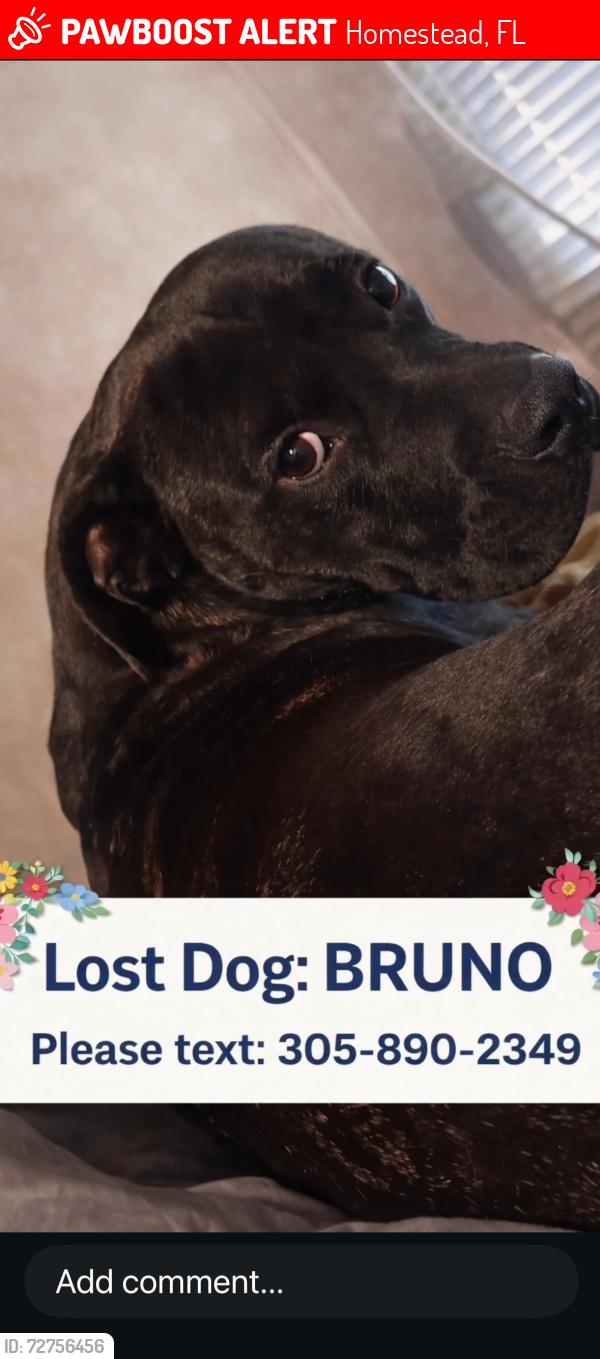 Lost Male Dog last seen Chick fil A , Homestead, FL 33030