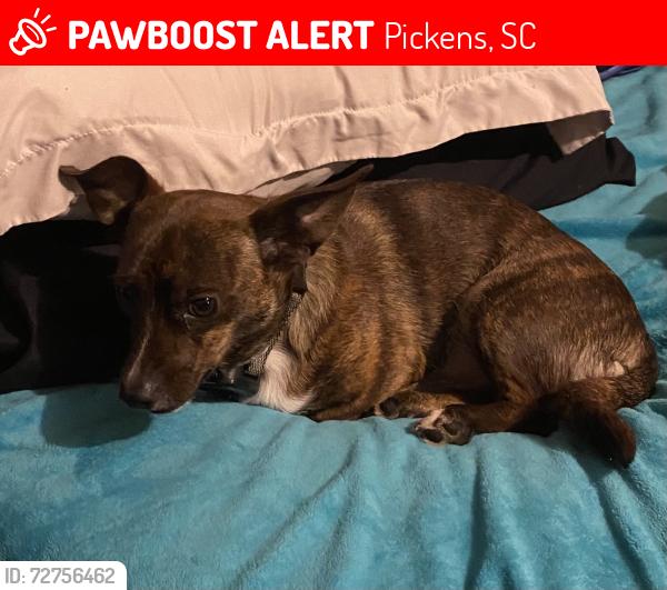 Lost Male Dog last seen Bj gas station on 183 , Pickens, SC 29671