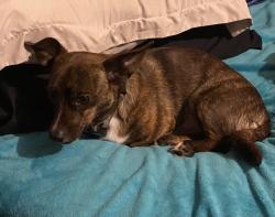 Lost Male Dog last seen Bj gas station on 183 , Pickens, SC 29671