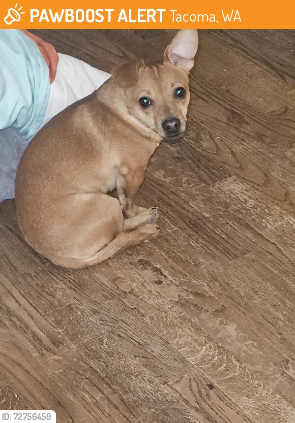 Found/Stray Male Dog last seen 11th and Cushman , Tacoma, WA 98402