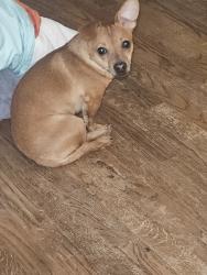 Found/Stray Male Dog last seen 11th and Cushman , Tacoma, WA 98402