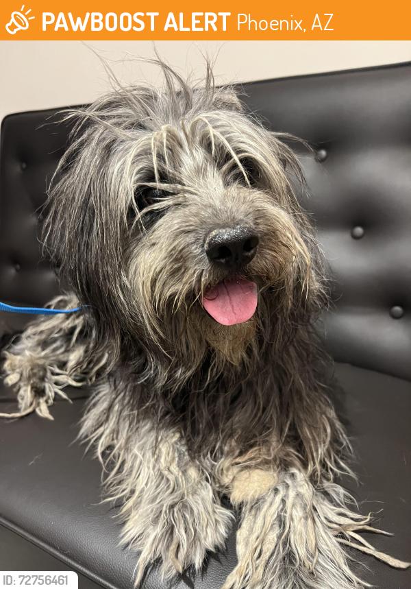 Found/Stray Male Dog last seen 18th st / McDowell Rd, Phoenix, AZ 85006