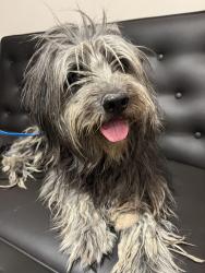 Found/Stray Male Dog last seen 18th st / McDowell Rd, Phoenix, AZ 85006