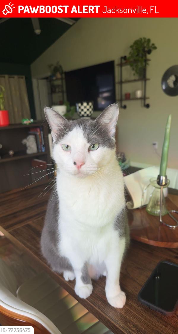 Lost Male Cat last seen Lem Turner Walmart, Jacksonville, FL 32218