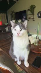 Lost Male Cat last seen Lem Turner Walmart, Jacksonville, FL 32218