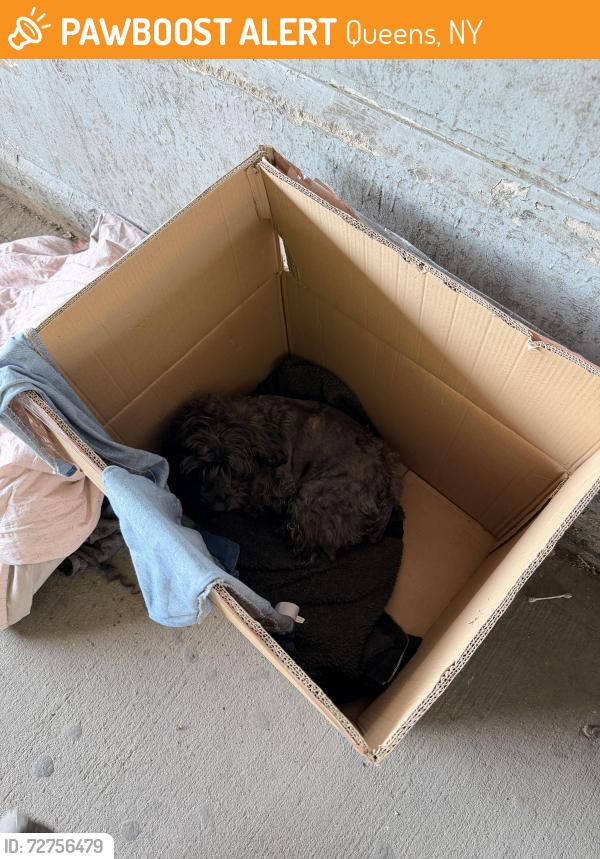 Found/Stray Unknown Dog last seen Archer blvd and Douglas ave, Queens, NY 11451