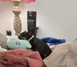 Lost Male Dog last seen Northeastern and Lloyd Street, Indianapolis, IN 46239