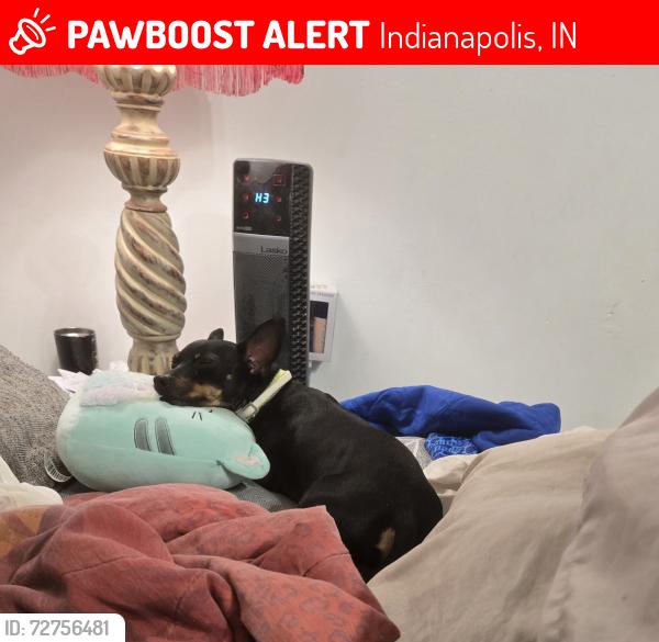Lost Male Dog last seen Northeastern and Lloyd Street, Indianapolis, IN 46239
