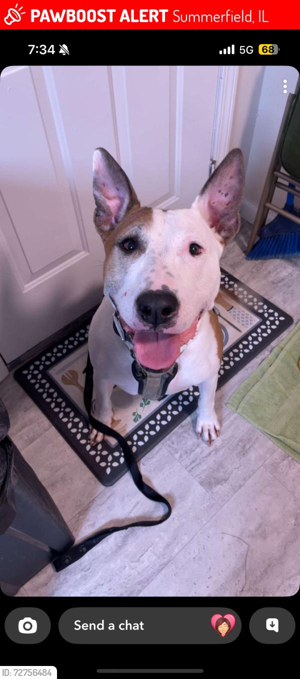Lost Male Dog last seen Near West circle drive, Summerfield, IL, Summerfield, IL 62289