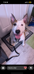 Lost Male Dog last seen Near West circle drive, Summerfield, IL, Summerfield, IL 62289