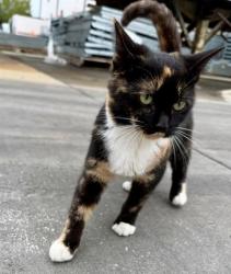 Shelter Stray Female Cat last seen CHARLOTTE, Charlotte, NC 28217