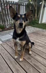 Found/Stray Male Dog last seen Near East 2800 South, Millcreek, UT 84109