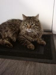 Found/Stray Male Cat last seen Quebec and Leetsdale, Denver, CO 80231