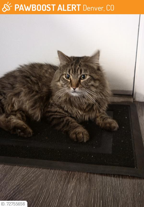 Found/Stray Male Cat last seen Quebec and Leetsdale, Denver, CO 80231