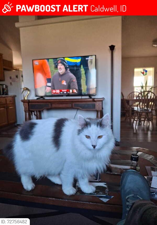 Lost Female Cat last seen StoweWay Cambria St., Caldwell, ID 83605
